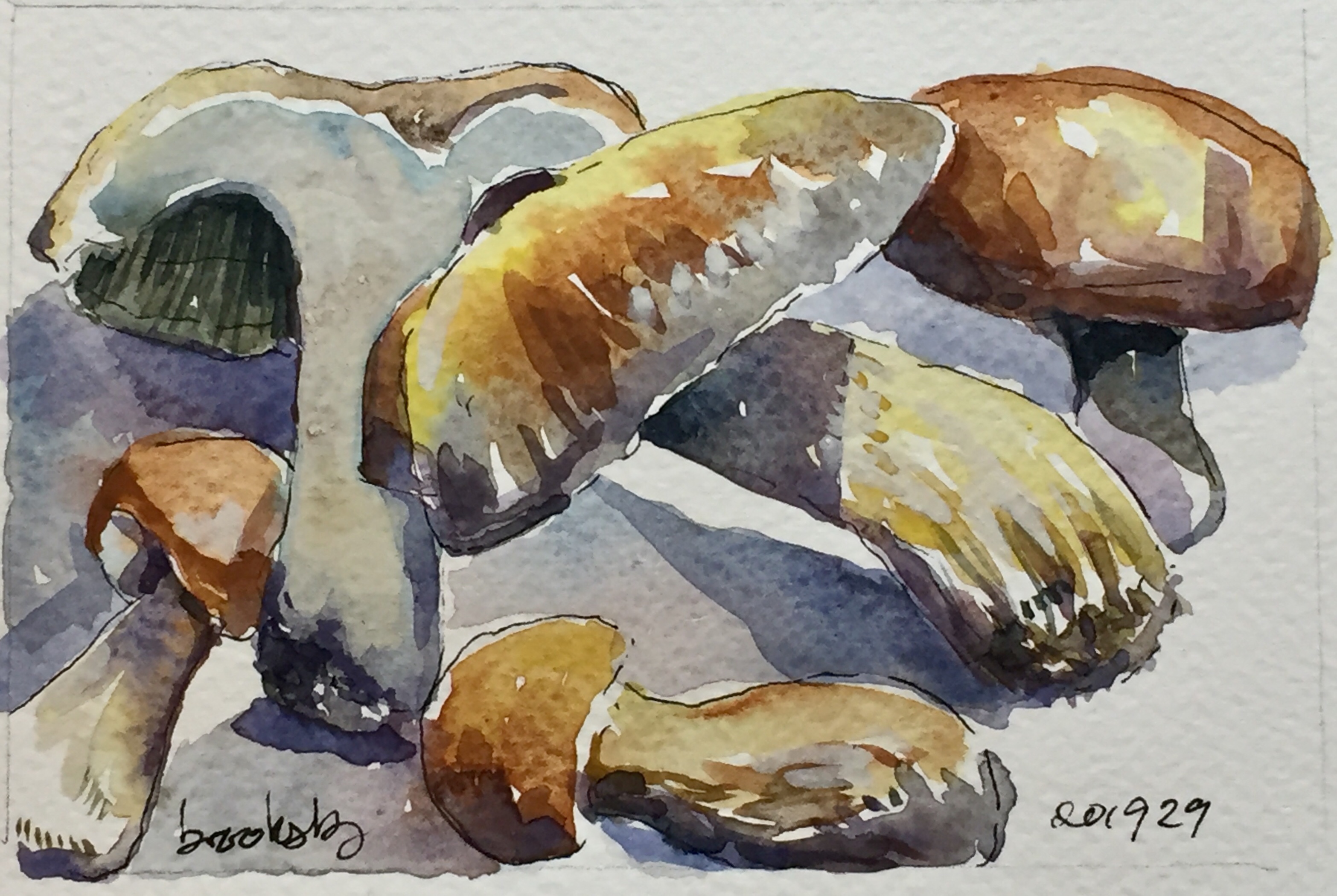 n 201929 - Cèpes - postcard-sized illustration - ink and watercolor