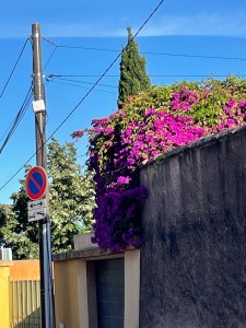 Bougainvillier and wall